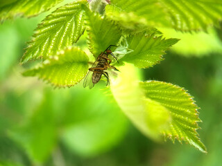 Fly on leaf summer garden