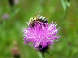 bee wasp on flower summer