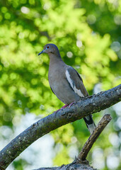 White-winged Dove perched in a tree