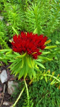 A striking, vertical close-up shot of a deep red, star-like inflorescence of 'Rhodiola rosea', also known as Roseroot or Golden Root, against a vibrant, soft-focus background of bright green