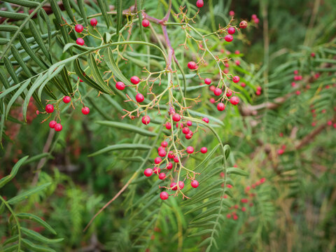 Red berries molle schinus cluster together on thin branches adorned with green, feathery leaves in sunlit garden. scene captures beauty of nature in late summer, showcasing vibrant colors and life