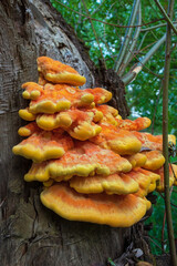 Laetiporus sulphureus is a species of bracket fungus (fungi that grow on trees) is also called Chicken of the woods. Sulphur polypore, sulphur shelf