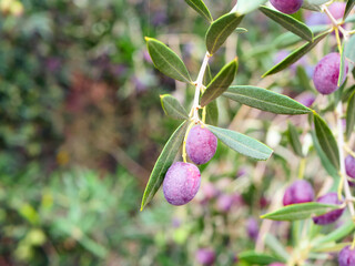Cluster of ripe purple olives hangs from green olive tree branch in vibrant garden. scene captures beauty of late summer with lush foliage surrounding the olives
