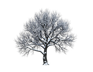 Obraz premium Solitary winter tree with snow covering its bare branches illustration.