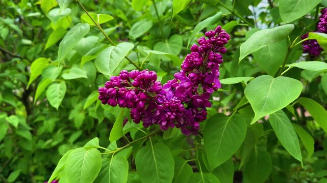 Horizontal close-up shot of a magnificent cluster of deeply saturated magenta-purple lilac flowers in full bloom, vividly contrasting with the lush, bright green foliage and surrounding leaves on a