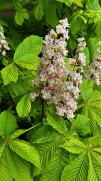 A vibrant, close-up, vertical shot captures a magnificent Aesculus hippocastanum (Horse Chestnut or Conker tree) flower spike, commonly called a candle, featuring numerous white flowers with delicate