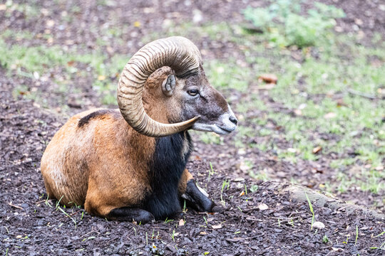 Side view of an Aries European mouflon laying on the ground