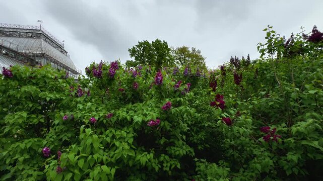 Close-up eye-level shot capturing abundant purple and magenta lilac flowers bursting from vibrant green foliage, with the intricate glass and metal roof structure of a large, historic conservatory