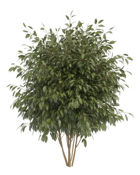 Realistic ficus benjamina plant with green leaves and brown stems transparent background tree