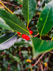 Red flowers in greenery. Autumn in the city