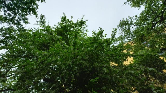Worm's eye view of vibrant green tree canopy filled with small white flowers, contrasting with a bright overcast sky and a glimpse of a yellow building in the background, capturing the freshness of a