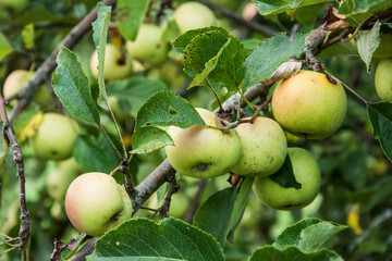 green apples with red on a tree in a nursery in the Vosges region in France at hte end of summer