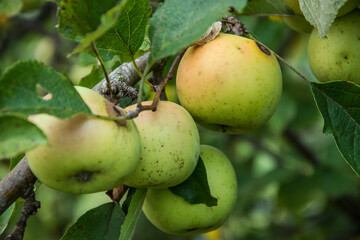 green apples with red on a tree in a nursery in the Vosges region in France at hte end of summer