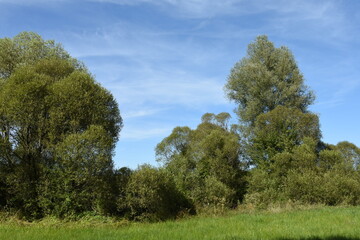 typical landscape with willow trees in the French Vosges region 