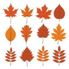 Obraz premium A collection of various autumn leaves in warm colors.