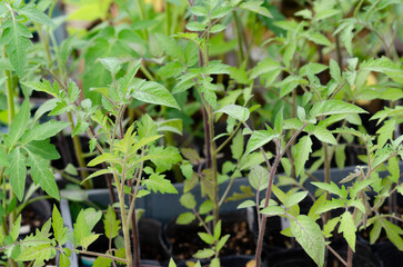 Close-up of young tomato plants.