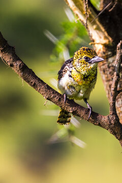 Little yellow bird