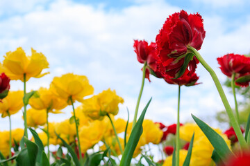 Flowers in a flower bed tulips. Greening the urban environment. Background with selective focus