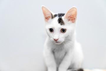 Adorable young kitten with big curious eyes sitting indoors against studio portrait a white background, perfect for pet care, animal adoption, veterinary clinic, cat lover copy space, marketing use