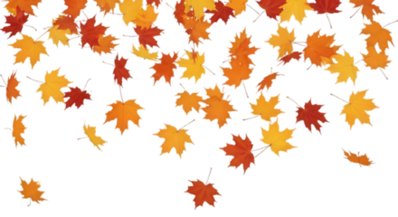 Isolated foliage. Maple autumn leaves. Fall leaf branch