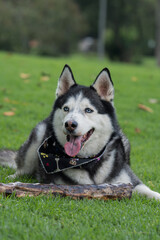 Black and White Husky Alertly Resting on the Grass