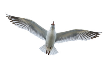 Seagull flying PNG isolated on transparent background, bird with outstretched wings in flight, wildlife animal cutout for design projects