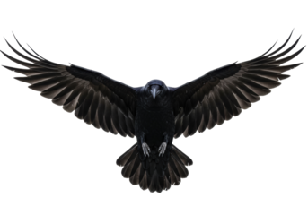 Majestic black raven flying isolated PNG on transparent background, dark bird with outstretched wings for Halloween and gothic themes