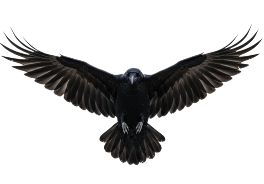 Majestic black raven flying isolated PNG on transparent background, dark bird with outstretched wings for Halloween and gothic themes
