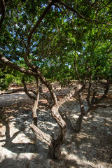 Mastic tree with mastic tears in Chios island, Greece.
