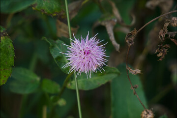 thistle flower in bloom