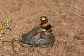 The feared Mozambique Spitting Cobra (Naja mossambica) displaying its signature hood in a defensive pose – Africa’s deadly venomous snake