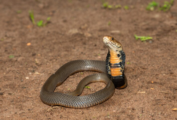 The feared Mozambique Spitting Cobra (Naja mossambica) displaying its signature hood in a defensive pose – Africa’s deadly venomous snake