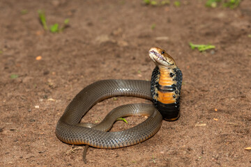 The feared Mozambique Spitting Cobra (Naja mossambica) prepared to spit its venom – Africa’s deadly venomous snake