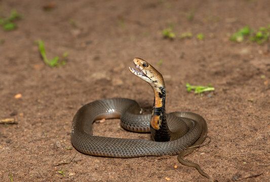 The feared Mozambique Spitting Cobra (Naja mossambica) prepared to spit its venom &ndash; Africa&rsquo;s deadly venomous snake