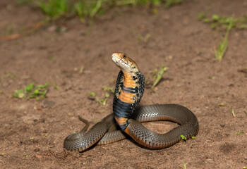 The feared Mozambique Spitting Cobra (Naja mossambica) displaying its signature hood in a defensive pose – Africa’s deadly venomous snake