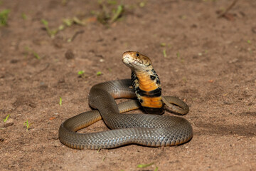 The feared Mozambique Spitting Cobra (Naja mossambica) displaying its signature hood in a defensive pose – Africa’s deadly venomous snake