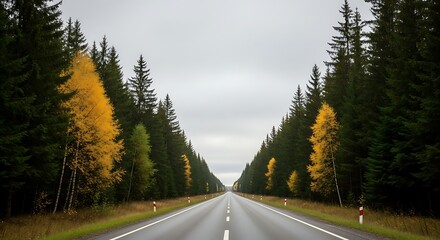 A paved highway stretches through a dense forest of evergreens, highlighted by vibrant autumnal birch trees with golden foliage.