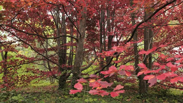 Red foliage of an autumn tree (Parrotia persica) in a park.