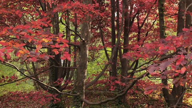Red foliage of an autumn tree (Parrotia persica) in a park.