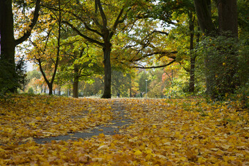 Golden hours in the heart of Europe! Autumn's vibrant colors take center stage in this picturesque European park #autumnleaves #yellowfoliage