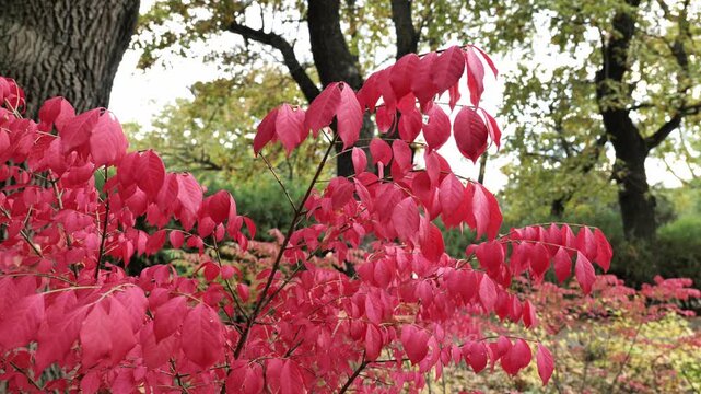 Red foliage of Euonymus alatus (burning bush) in an autumn park.