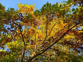 Albero autunnale, fogliame autunnale, foliage
