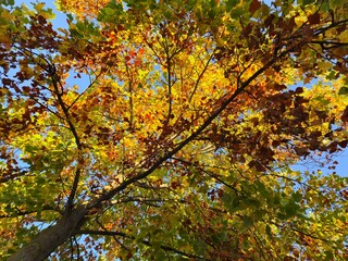 Fototapeta premium Albero autunnale, fogliame autunnale, foliage