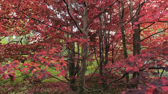 Red autumn crown of Parrotia persica (Persian ironwood) in the park.