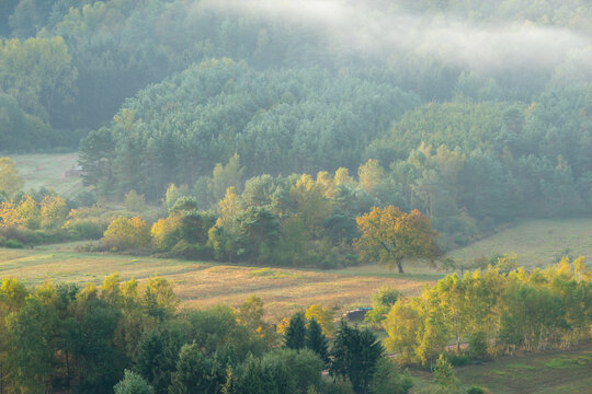 B&auml;ume im Nebel bei Sonnenaufgang in der Pfalz &ndash; Teleaufnahme im goldenen Morgenlicht