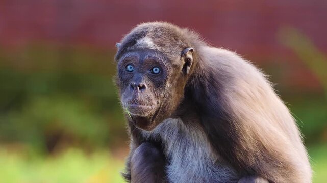 A close up view of a spider monkey resting on a branch and looking around on sunny day.
