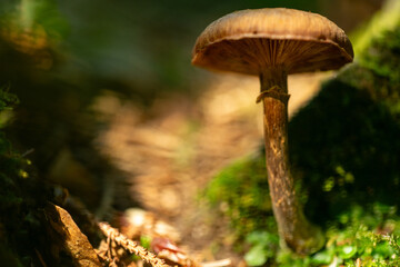 Pilze im Herbst im Pfälzerwald als Makroaufnahme mit Unschärfekreisen im Hintergrund