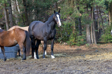 Obraz premium Horse Equus ferus caballus standing strong and in great form