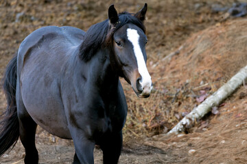 Obraz premium Horse Equus ferus caballus standing strong and in great form