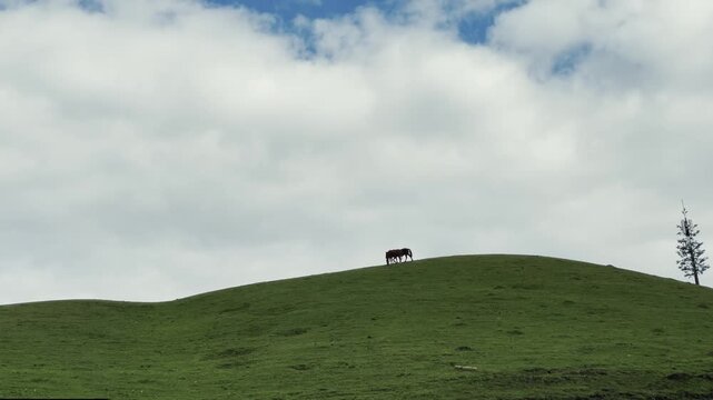 two horses strolling on top of a hill under cloudy sky, xinjiang, china
